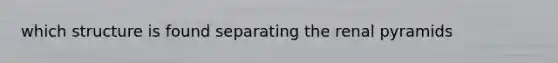 which structure is found separating the renal pyramids