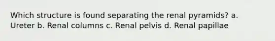 Which structure is found separating the renal pyramids? a. Ureter b. Renal columns c. Renal pelvis d. Renal papillae