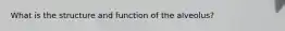 What is the structure and function of the alveolus?