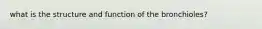 what is the structure and function of the bronchioles?