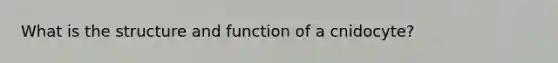 What is the structure and function of a cnidocyte?