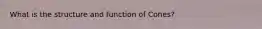 What is the structure and function of Cones?