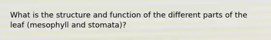 What is the structure and function of the different parts of the leaf (mesophyll and stomata)?