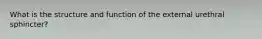 What is the structure and function of the external urethral sphincter?