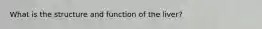 What is the structure and function of the liver?