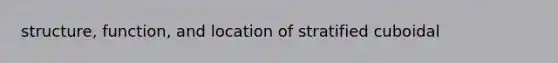 structure, function, and location of stratified cuboidal