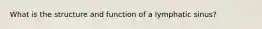 What is the structure and function of a lymphatic sinus?