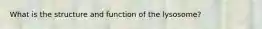 What is the structure and function of the lysosome?
