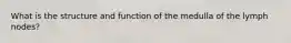 What is the structure and function of the medulla of the lymph nodes?