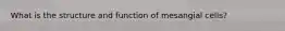 What is the structure and function of mesangial cells?