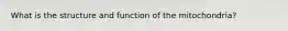 What is the structure and function of the mitochondria?