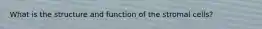 What is the structure and function of the stromal cells?
