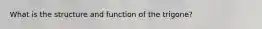 What is the structure and function of the trigone?