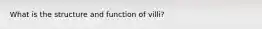 What is the structure and function of villi?