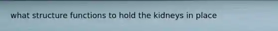 what structure functions to hold the kidneys in place