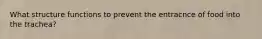 What structure functions to prevent the entracnce of food into the trachea?