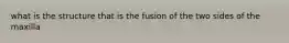 what is the structure that is the fusion of the two sides of the maxilla