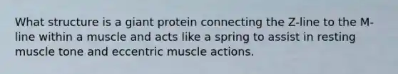 What structure is a giant protein connecting the Z-line to the M-line within a muscle and acts like a spring to assist in resting muscle tone and eccentric muscle actions.