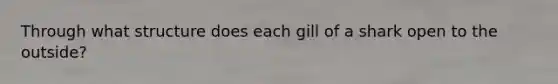 Through what structure does each gill of a shark open to the outside?