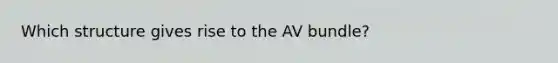 Which structure gives rise to the AV bundle?