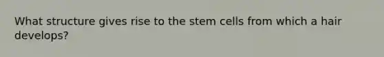 What structure gives rise to the stem cells from which a hair develops?