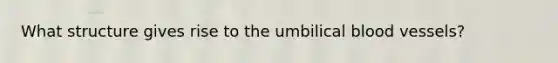 What structure gives rise to the umbilical blood vessels?