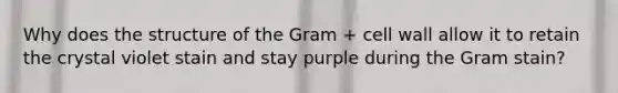 Why does the structure of the Gram + cell wall allow it to retain the crystal violet stain and stay purple during the Gram stain?