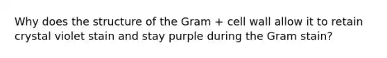 Why does the structure of the Gram + cell wall allow it to retain crystal violet stain and stay purple during the Gram stain?