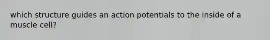 which structure guides an action potentials to the inside of a muscle cell?