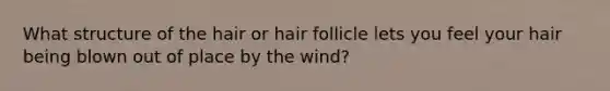 What structure of the hair or hair follicle lets you feel your hair being blown out of place by the wind?