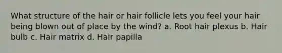 What structure of the hair or hair follicle lets you feel your hair being blown out of place by the wind? a. Root hair plexus b. Hair bulb c. Hair matrix d. Hair papilla