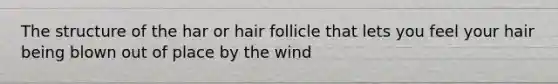 The structure of the har or hair follicle that lets you feel your hair being blown out of place by the wind