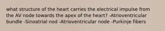 what structure of the heart carries the electrical impulse from the AV node towards the apex of the heart? -Atrioventricular bundle -Sinoatrial nod -Atrioventricular node -Purkinje fibers