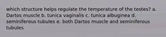 which structure helps regulate the temperature of the testes? a. Dartos muscle b. tunica vaginalis c. tunica albuginea d. seminiferous tubules e. both Dartos muscle and seminiferous tubules