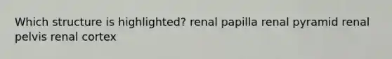 Which structure is highlighted? renal papilla renal pyramid renal pelvis renal cortex