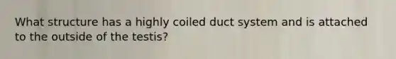 What structure has a highly coiled duct system and is attached to the outside of the testis?