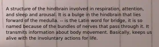 A structure of the hindbrain involved in respiration, attention, and sleep and arousal. It is a bulge in the hindbrain that lies forward of the medulla. -- is the Latin word for bridge, it is so named because of the bundles of nerves that pass through it. It transmits information about body movement. Basically, keeps us alive with the involuntary actions for life.