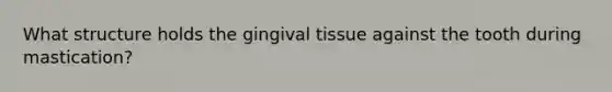 What structure holds the gingival tissue against the tooth during mastication?