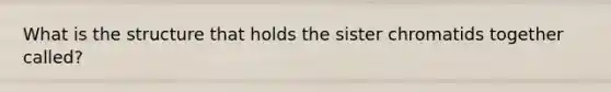 What is the structure that holds the sister chromatids together called?