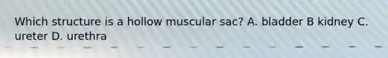 Which structure is a hollow muscular sac? A. bladder B kidney C. ureter D. urethra