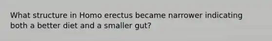 What structure in Homo erectus became narrower indicating both a better diet and a smaller gut?