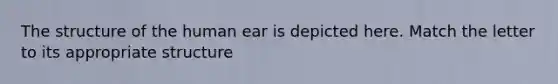 The structure of the human ear is depicted here. Match the letter to its appropriate structure