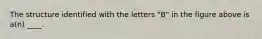 The structure identified with the letters "B" in the figure above is a(n) ____.