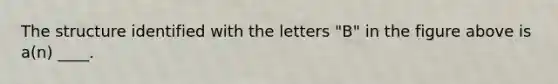 The structure identified with the letters "B" in the figure above is a(n) ____.