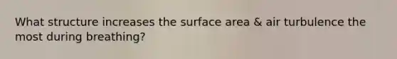 What structure increases the surface area & air turbulence the most during breathing?