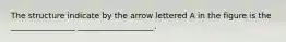 The structure indicate by the arrow lettered A in the figure is the ________________ ___________________.