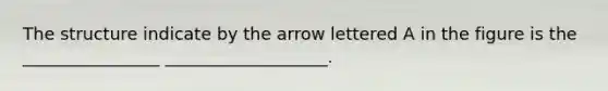 The structure indicate by the arrow lettered A in the figure is the ________________ ___________________.