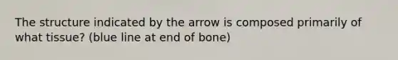 The structure indicated by the arrow is composed primarily of what tissue? (blue line at end of bone)