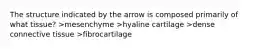 The structure indicated by the arrow is composed primarily of what tissue? >mesenchyme >hyaline cartilage >dense connective tissue >fibrocartilage