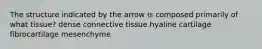 The structure indicated by the arrow is composed primarily of what tissue? dense connective tissue hyaline cartilage fibrocartilage mesenchyme